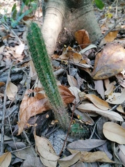 Acanthocereus hesperius
