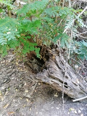 Cenostigma eriostachys