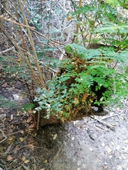Cenostigma eriostachys