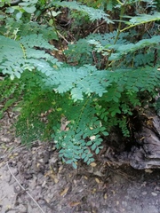 Cenostigma eriostachys