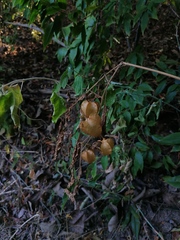Physalis pruinosa
