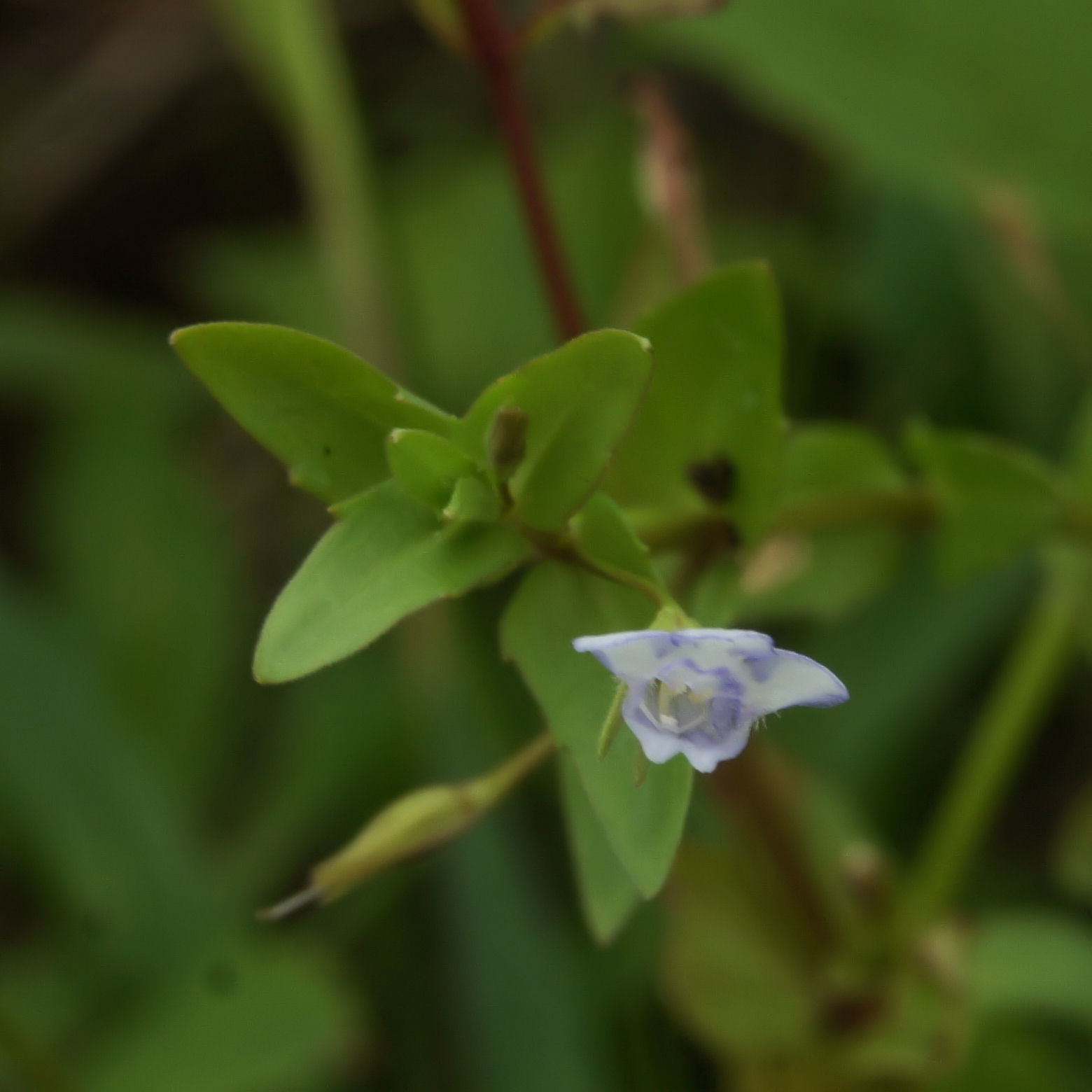 タケトアゼナ (変種 Lindernia dubia dubia) · iNaturalist