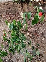 Capsicum chinense