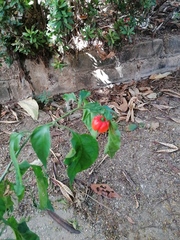 Capsicum chinense
