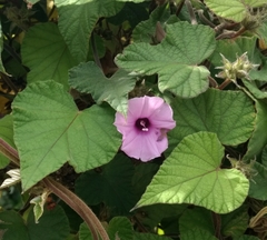 Ipomoea wightii