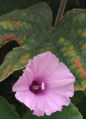 Ipomoea wightii