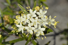 Phebalium squamulosum
