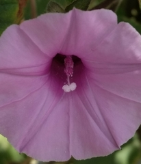 Ipomoea wightii