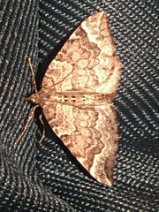 Eulithis xylina