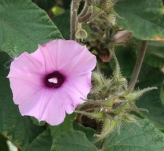Ipomoea wightii