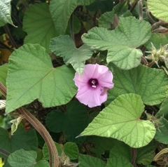 Ipomoea wightii