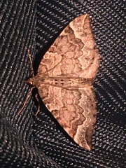 Eulithis xylina