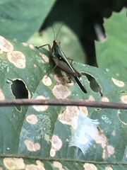 Scaria