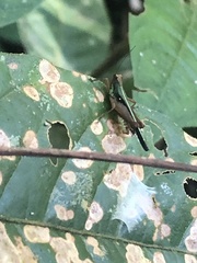 Scaria