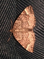 Eulithis xylina
