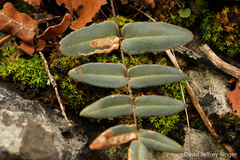 Phytoliriomyza felti