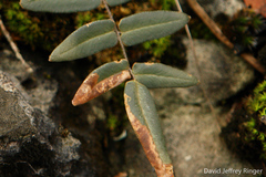 Phytoliriomyza felti