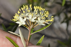 Phebalium squamulosum