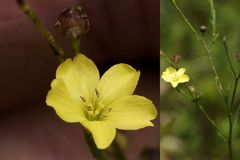 Linum medium texanum