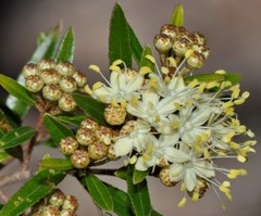 Phebalium squamulosum