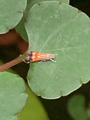 Tricyanaula aurantiaca