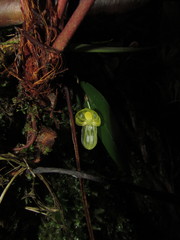 Pleurothallis octavioi