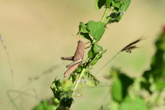 Schistocerca impleta