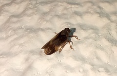 Melanoliarus dimidiatus