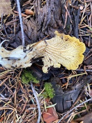 Cantharellus roseocanus