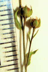 Linum medium texanum