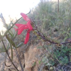 Lamourouxia multifida