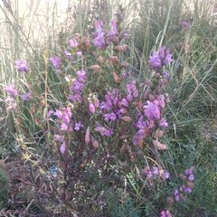 Lamourouxia dasyantha