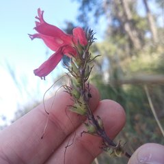 Lamourouxia multifida