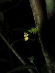 Erycina glossomystax