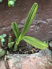 Eulophia graminea