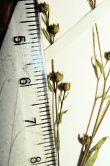 Linum medium texanum