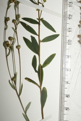 Linum medium texanum