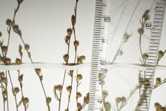 Linum medium texanum