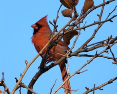 Cardinalis cardinalis
