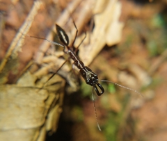 Odontomachus chelifer