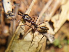 Odontomachus chelifer