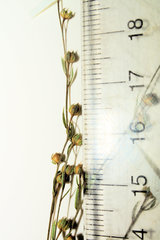 Linum medium texanum
