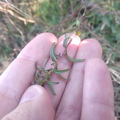 Lamourouxia dasyantha