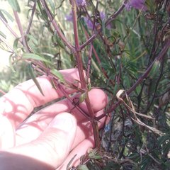 Lamourouxia dasyantha