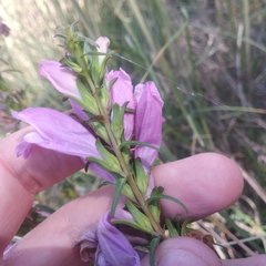 Lamourouxia dasyantha