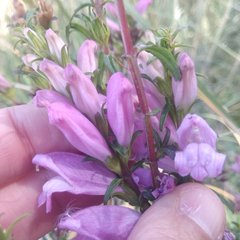 Lamourouxia dasyantha