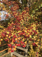 Crataegus