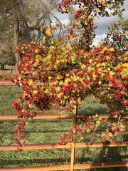 Crataegus