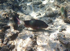 Parupeneus insularis