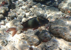 Parupeneus insularis